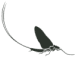 Mayfly Dark Icon