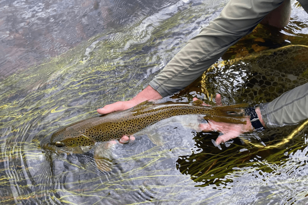 Complete Fly Fisher